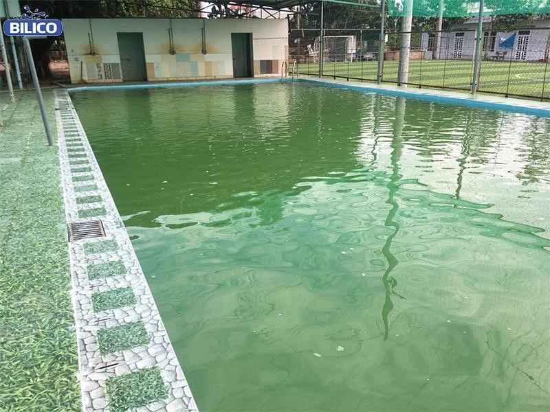 Hình ảnh bể bơi bị nhiễm rêu tảo | Bilico Miền Nam