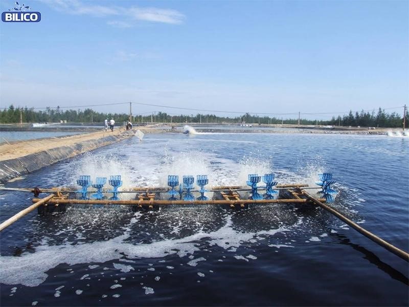 Chlorine được sử dụng trong nuôi trồng thủy sản
