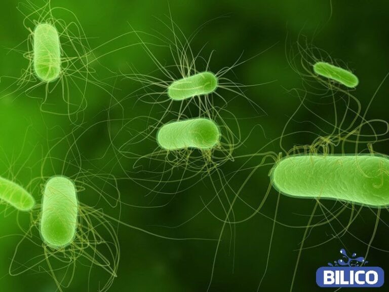 Coliform là gì? | Cách xử lý Coliform có trong nước hiệu quả nhất