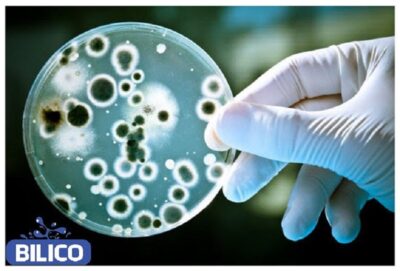 Coliform là gì? | Cách xử lý Coliform có trong nước hiệu quả nhất
